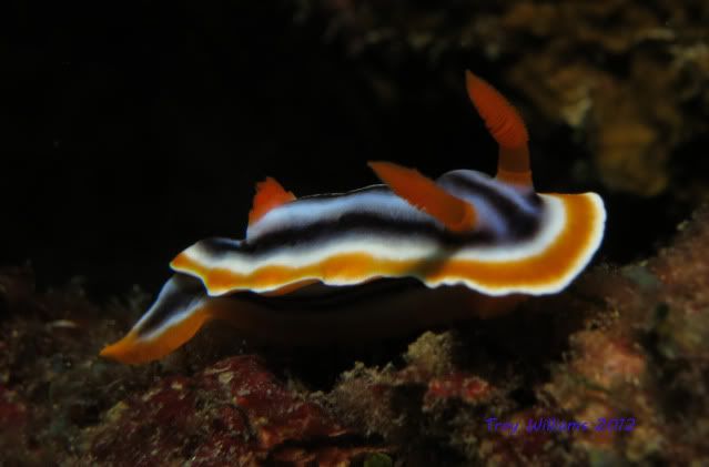 chromodoris.jpg