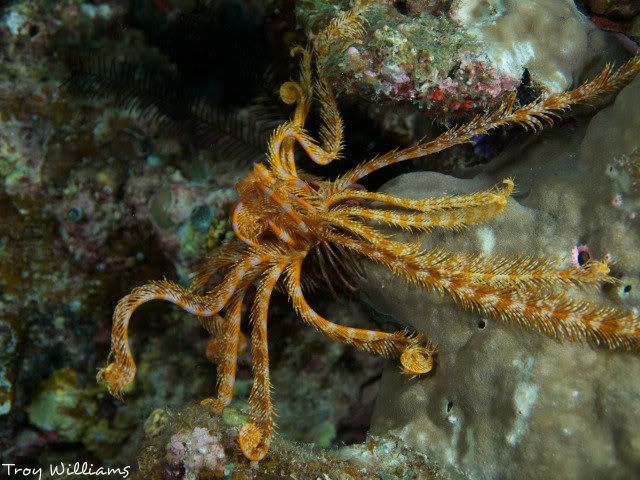 epl1maedacrawlingcrinoid.jpg