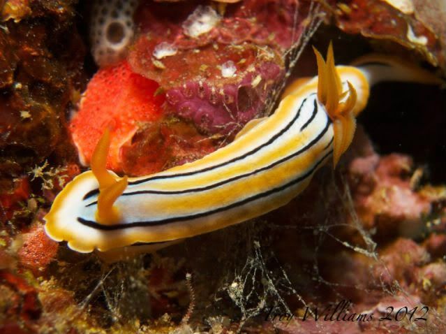 nudi4.jpg