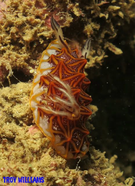 nudi7.jpg