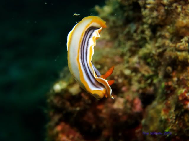 nudiswimcopy.jpg