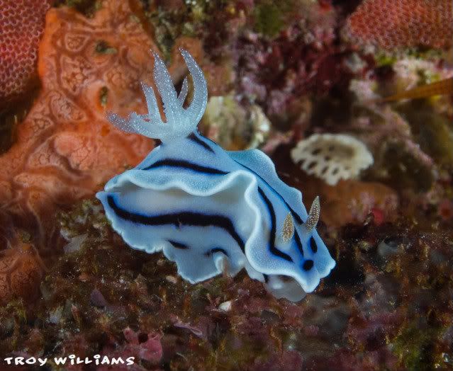 zanpachromodoris3.jpg