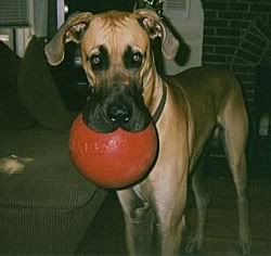 Help!! our dog just swallowed another popsicle stick - Great Dane Forums