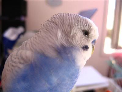 19April2006-Endive001Custom.jpg