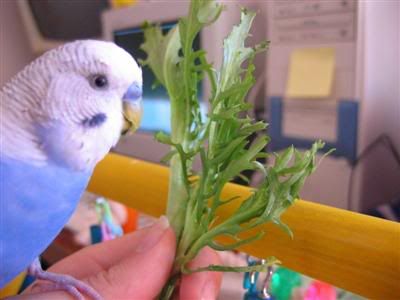 19April2006-Endive008Custom.jpg