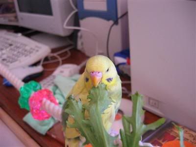19April2006-Endive015Custom.jpg