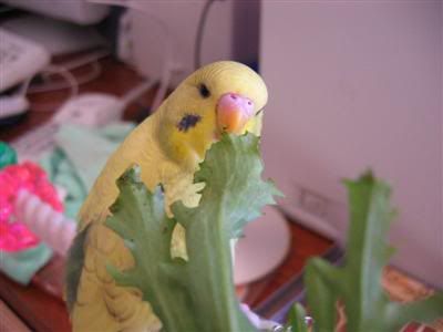 19April2006-Endive016Custom.jpg
