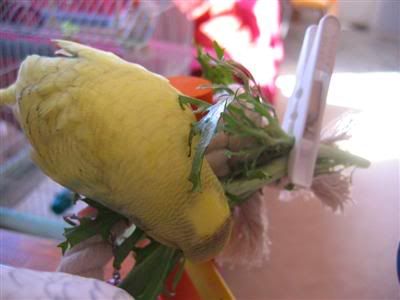 19April2006-Endive020Custom.jpg