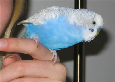 3May2006-BlinkieandOz004-1Custom.jpg