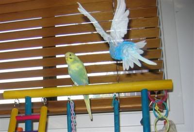 5May2006-BlinkandOzzie029-1Custom.jpg