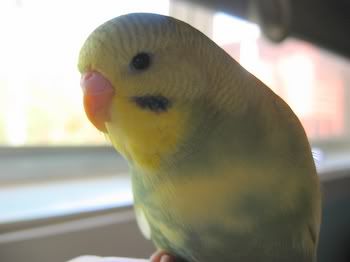 BOM002.jpg