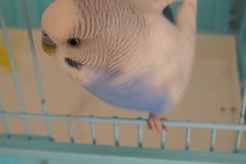 BOM025.jpg