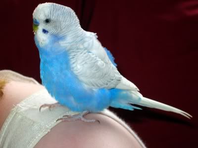 Blinkie-Babe005.jpg