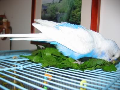 Blinkie-Babe027.jpg