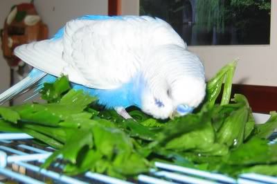 Blinkie-Babe029.jpg