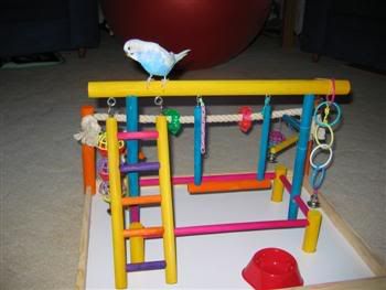 BlinkiesNewGym003Custom.jpg
