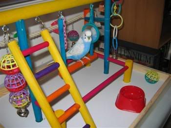 BlinkiesNewGym005Custom.jpg
