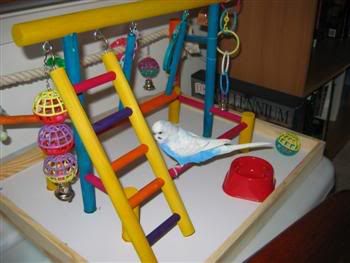 BlinkiesNewGym007Custom.jpg