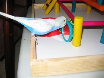 BlinkiesNewGym013Custom.jpg