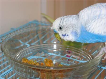 July132006-Budgies015Custom.jpg