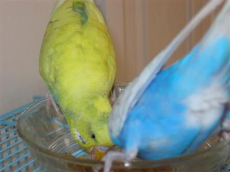 July132006-Budgies016Custom.jpg