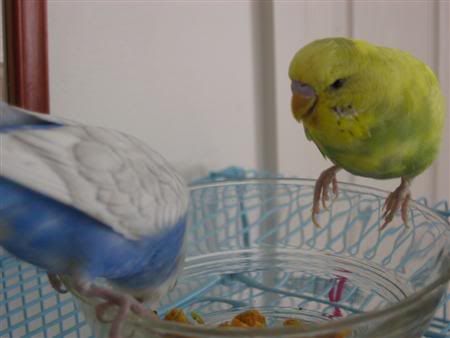 July132006-Budgies018Custom.jpg