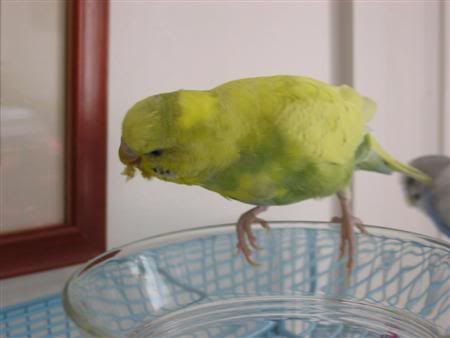 July132006-Budgies019Custom.jpg