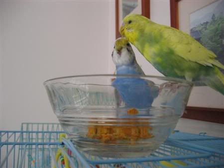 July132006-Budgies021Custom.jpg