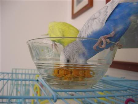 July132006-Budgies025Custom.jpg