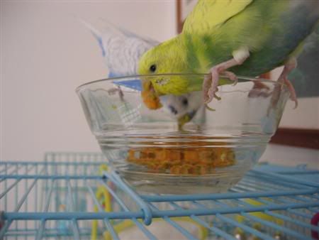 July132006-Budgies027Custom.jpg