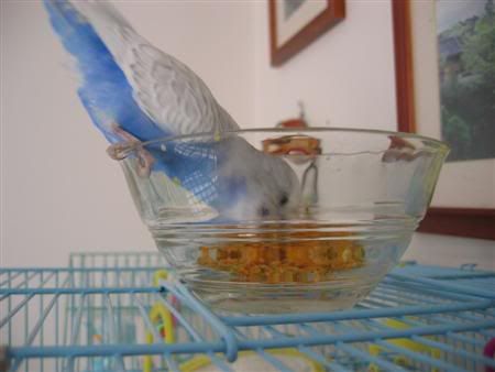 July132006-Budgies030Custom.jpg