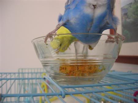 July132006-Budgies032Custom.jpg