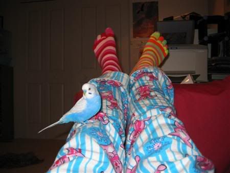 July22006-pets022Custom.jpg