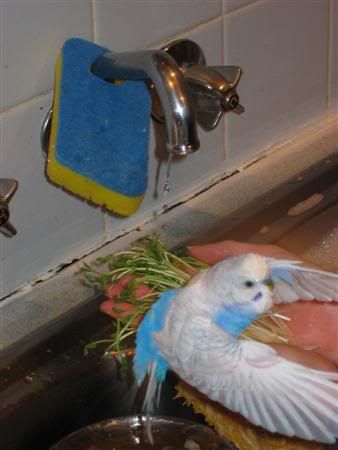 July22006-pets027Custom.jpg