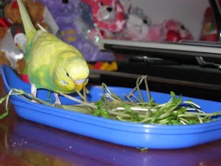 July22006-pets032Custom.jpg