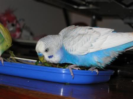 July22006-pets034Custom.jpg