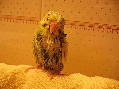 OzzieBath003.jpg