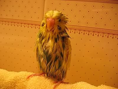 OzzieBath004.jpg