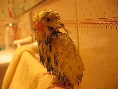 OzzieBath006.jpg