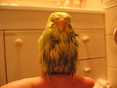 OzzieBath012.jpg