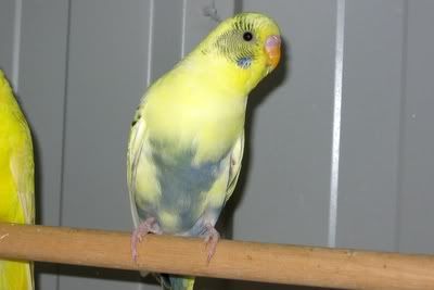 aviarybudgies001.jpg