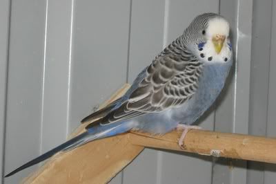 aviarybudgies006.jpg