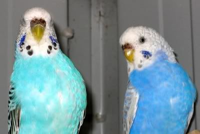 aviarybudgies007.jpg