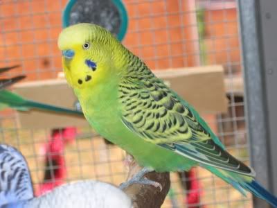 aviarybudgies009.jpg