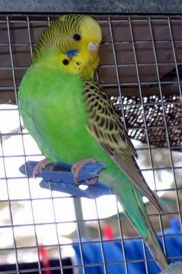 aviarybudgies016.jpg