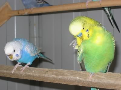 aviarybudgies025.jpg