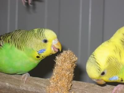 aviarybudgies041.jpg