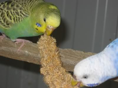 aviarybudgies044.jpg
