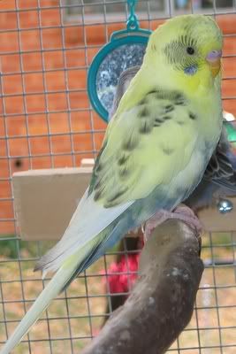 aviarybudgies050.jpg