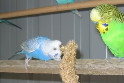 aviarybudgies054.jpg